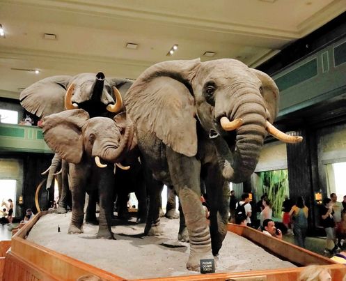 Metropolitan Museum Elephants